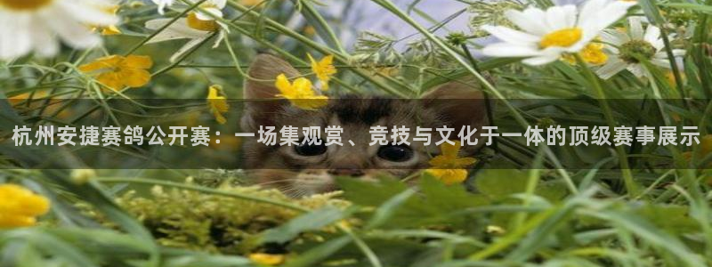 搜球吧手机直播nba直播：杭州安捷赛鸽公开赛：一场集观赏、竞技与文化于一体的顶级赛事展示